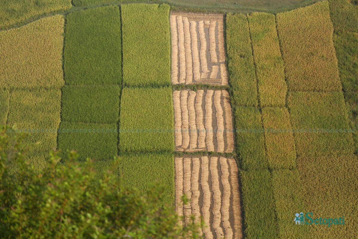 paddy-field6-1792483736.jpg