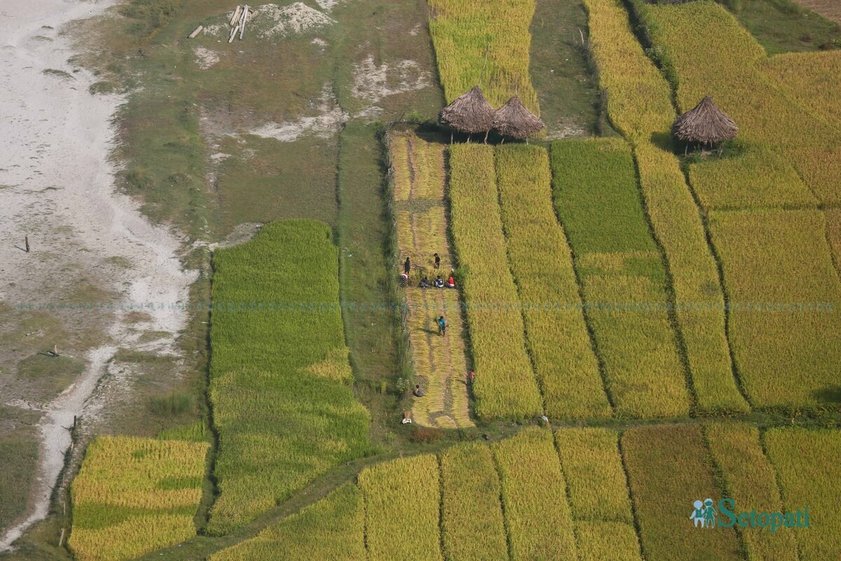 paddy-field7-1792483737.jpg