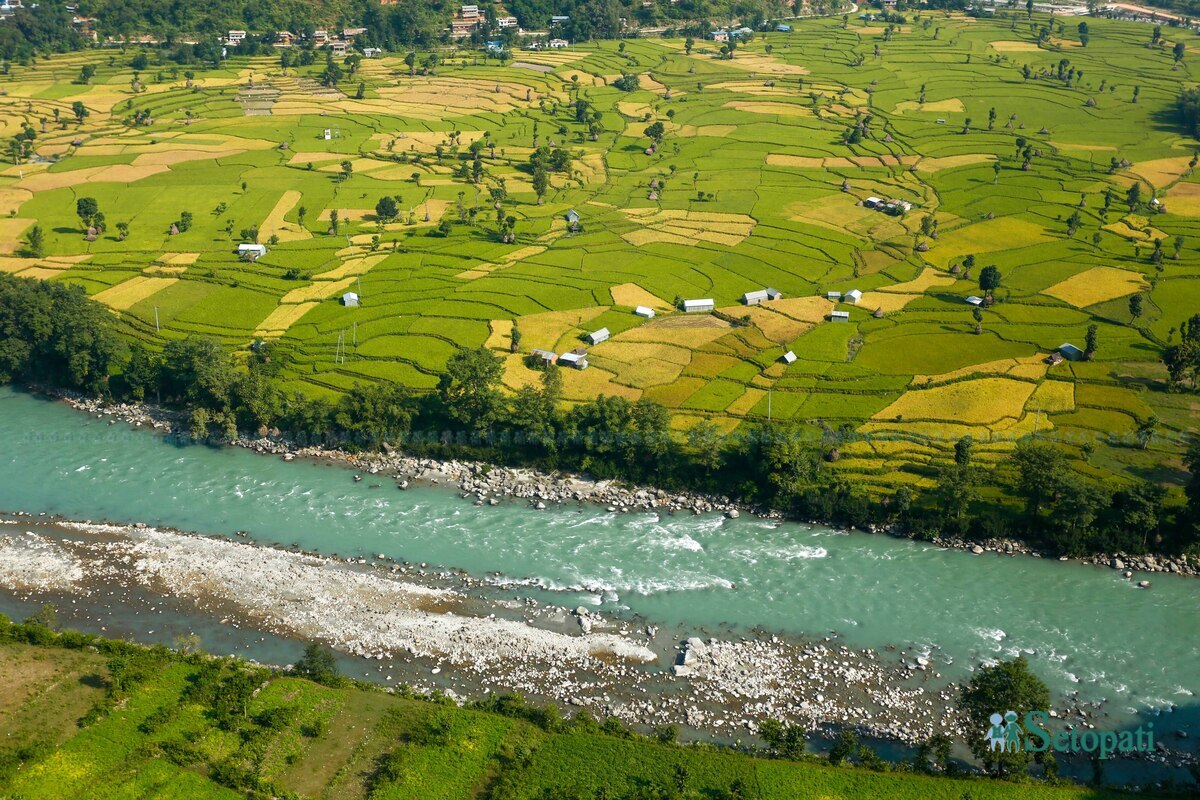 paddy-field8-1792483737.jpg