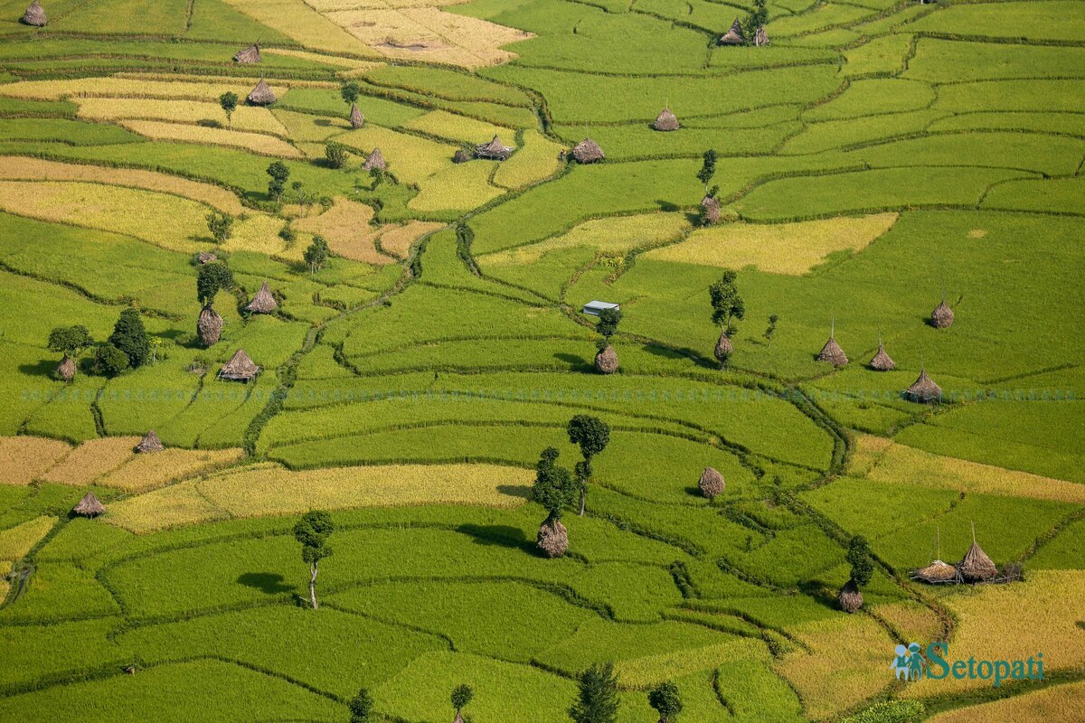 paddy-field9-1792483737.jpg