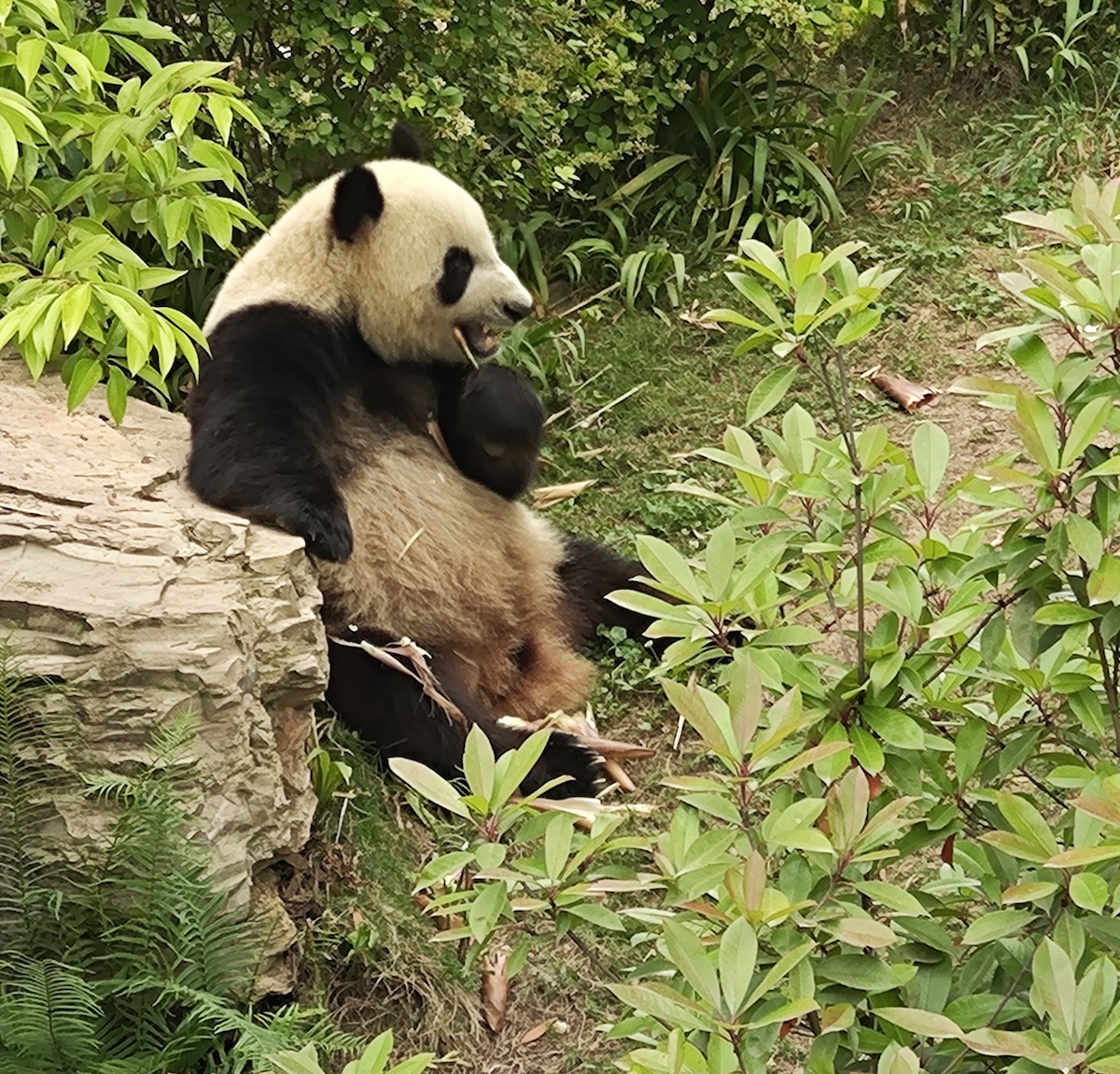 panda-by-CA1-1792057113.jpg