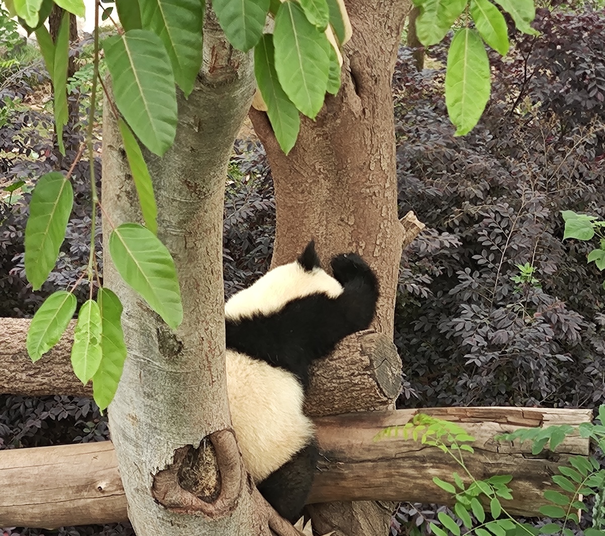 panda-by-CA3-1792057114.jpg