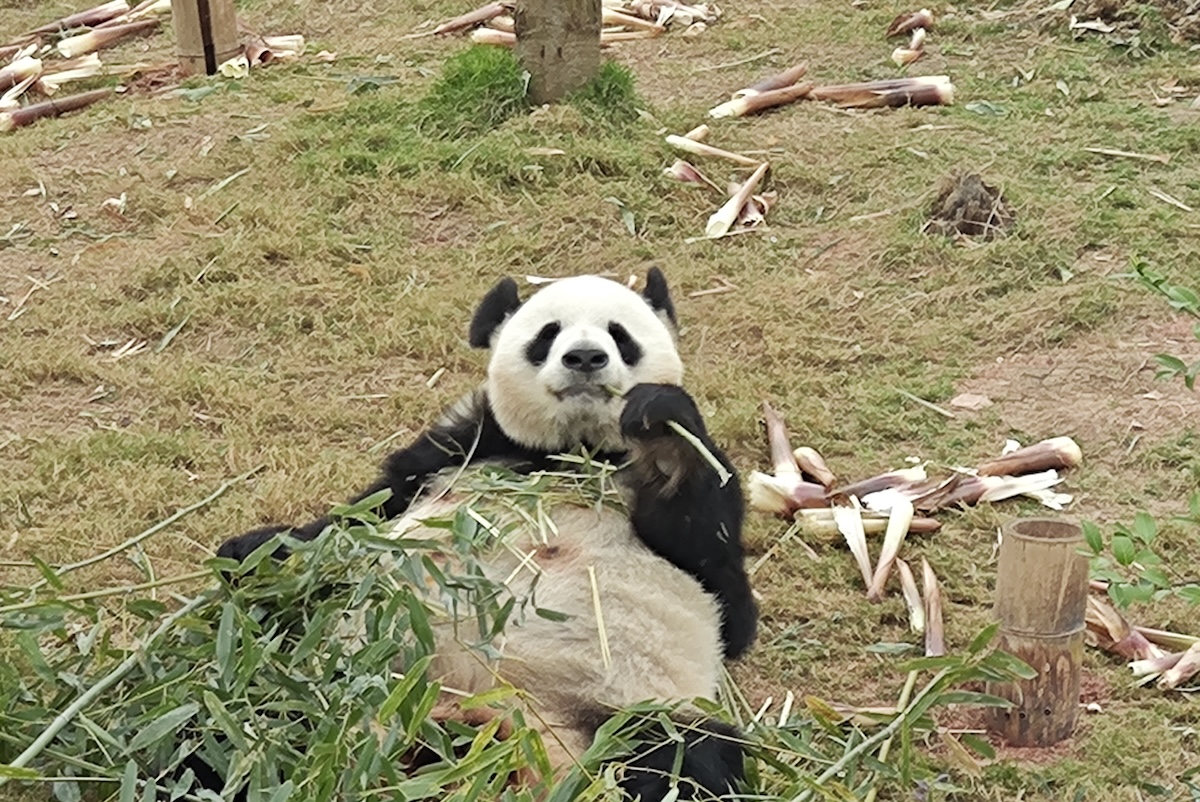 panda-by-CA4-1792057114.jpg