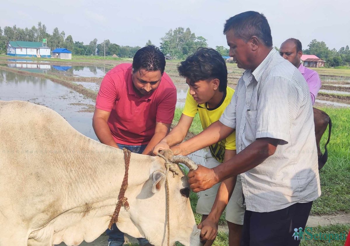तस्बिरः विनोद सापकोटा/सेतोपाटी