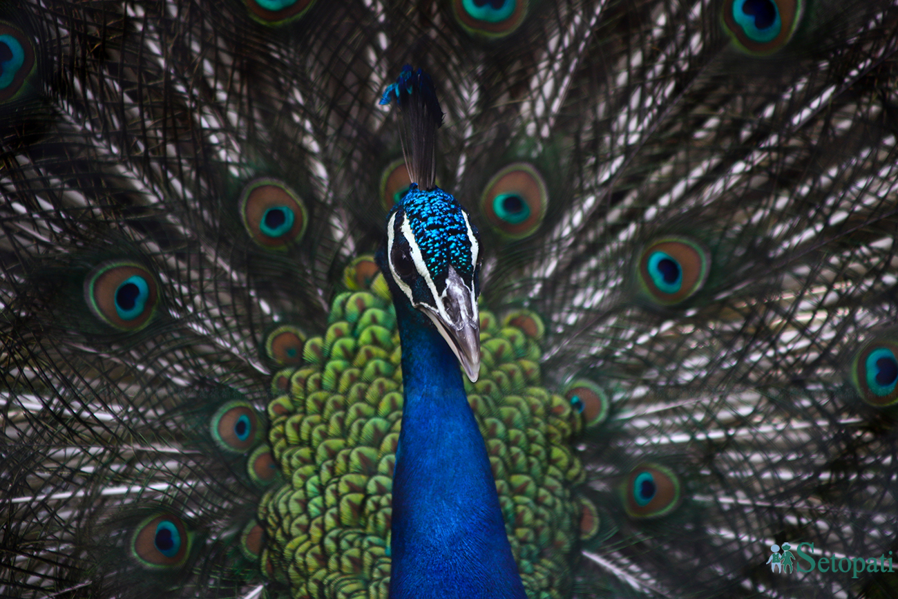peacock-1715098418.jpg