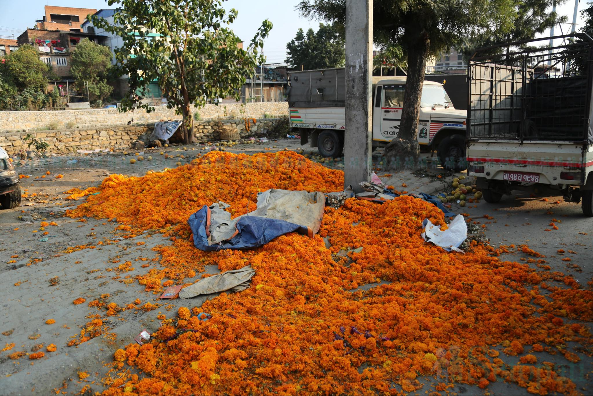 आजका तस्बिर- कात्तिक २७