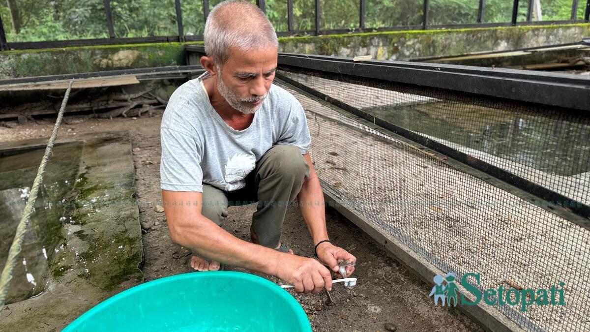 चितवन राष्ट्रिय निकुञ्जको कसरास्थित घडियाल प्रजनन केन्द्रमा कार्यरत प्रेम शर्मा। तस्बिरः राजेश घिमिरे/सेतोपाटी