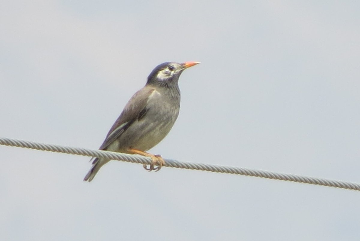 नेपालमा पहिलो पटक देखिएको फुस्रो सारौं। तस्बिरः शंकर तिवारी