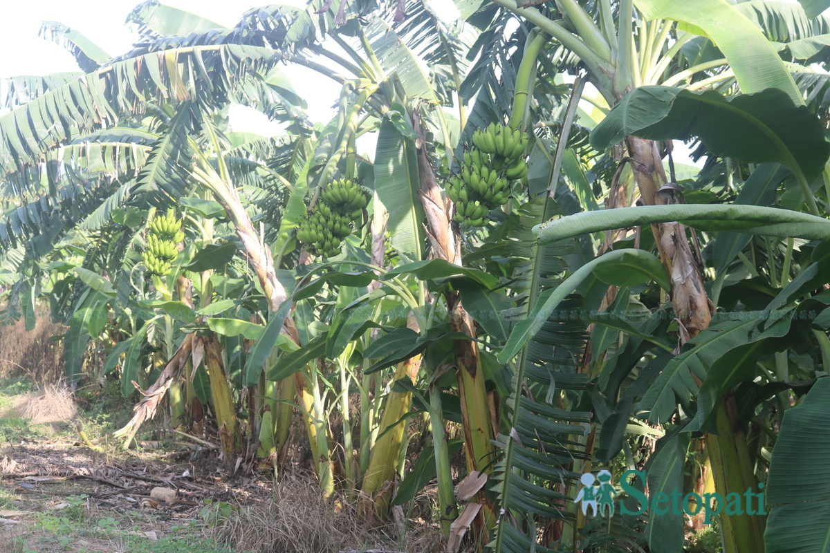 rapti-green-valley1-1753900507.jpg