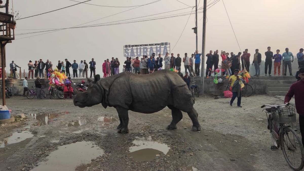 rhino-in-sauraha-1-1708409295.jpg