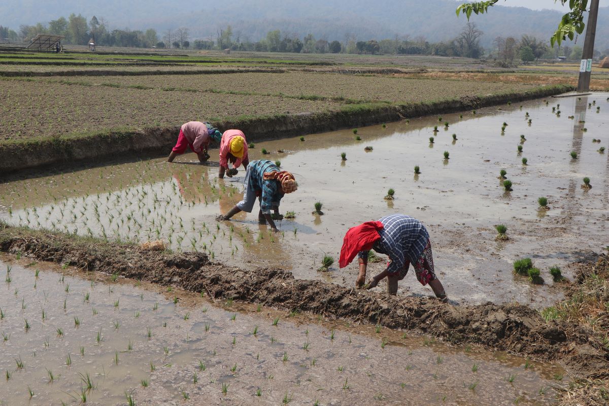 फाइल तस्बिर