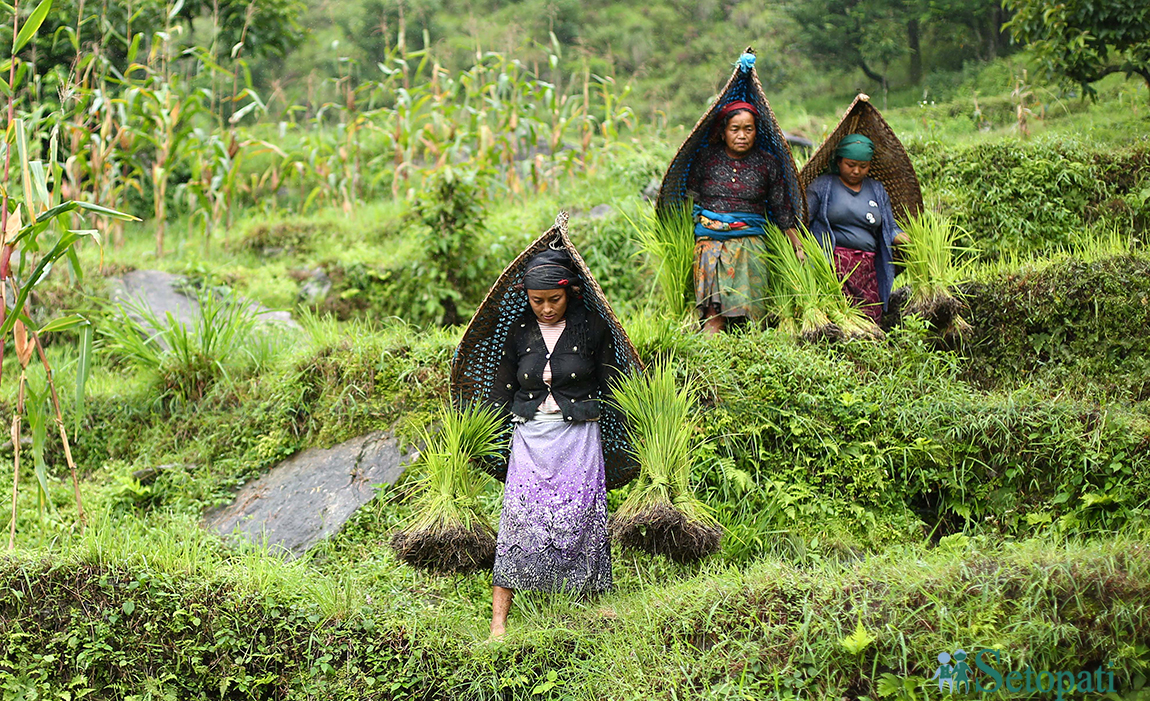 आजका तस्बिर- वैशाख १