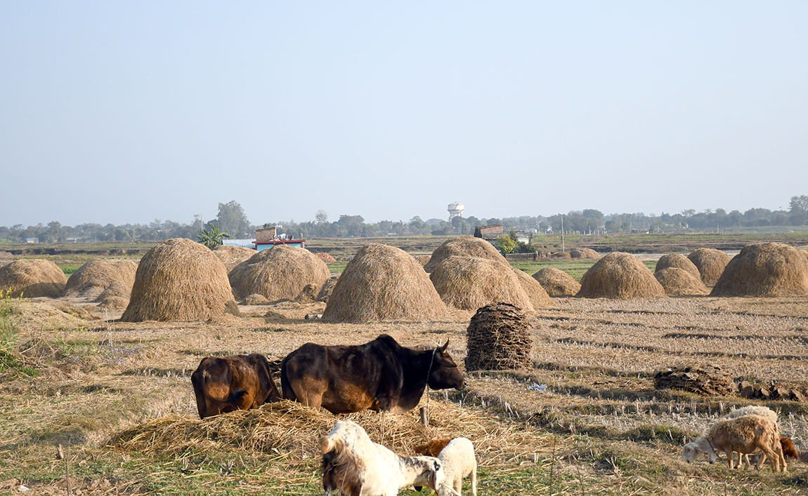 आजका तस्बिर- माघ १२