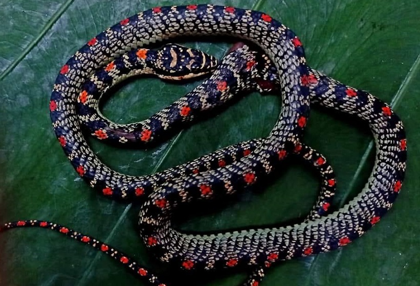 तस्बिर सौजन्य: वसन्त सुवेदी।