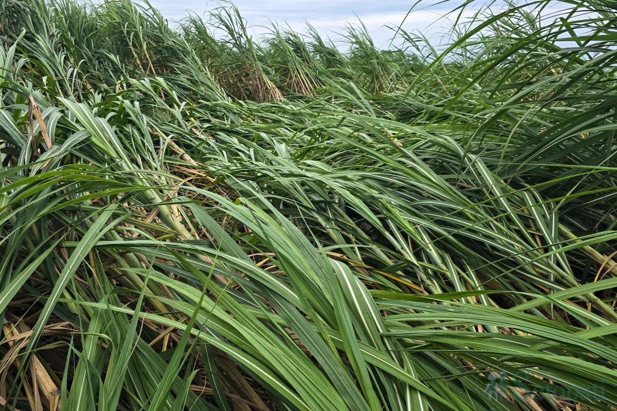 sugarcane-(1)-1790343787.jpg