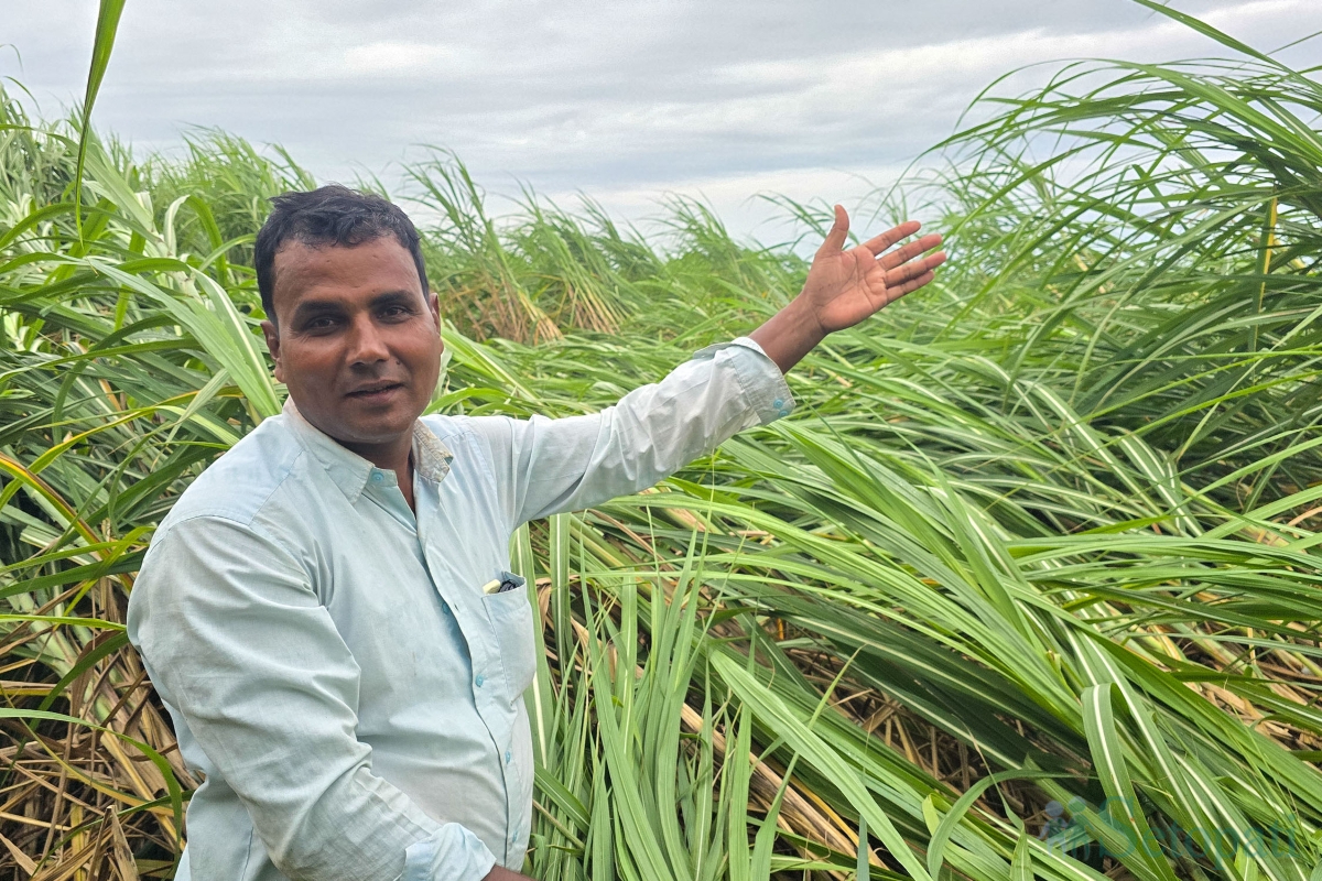 sugarcane-(10)-1790343790.jpg