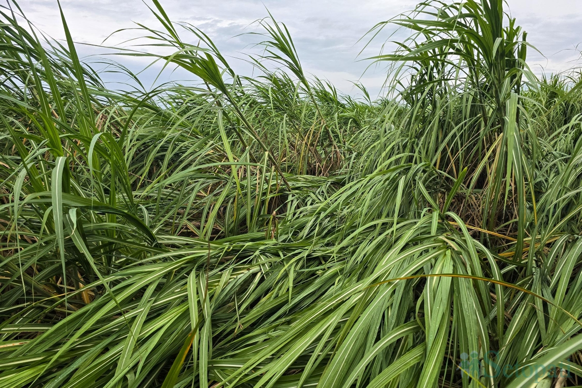 sugarcane-(11)-1790343790.jpg