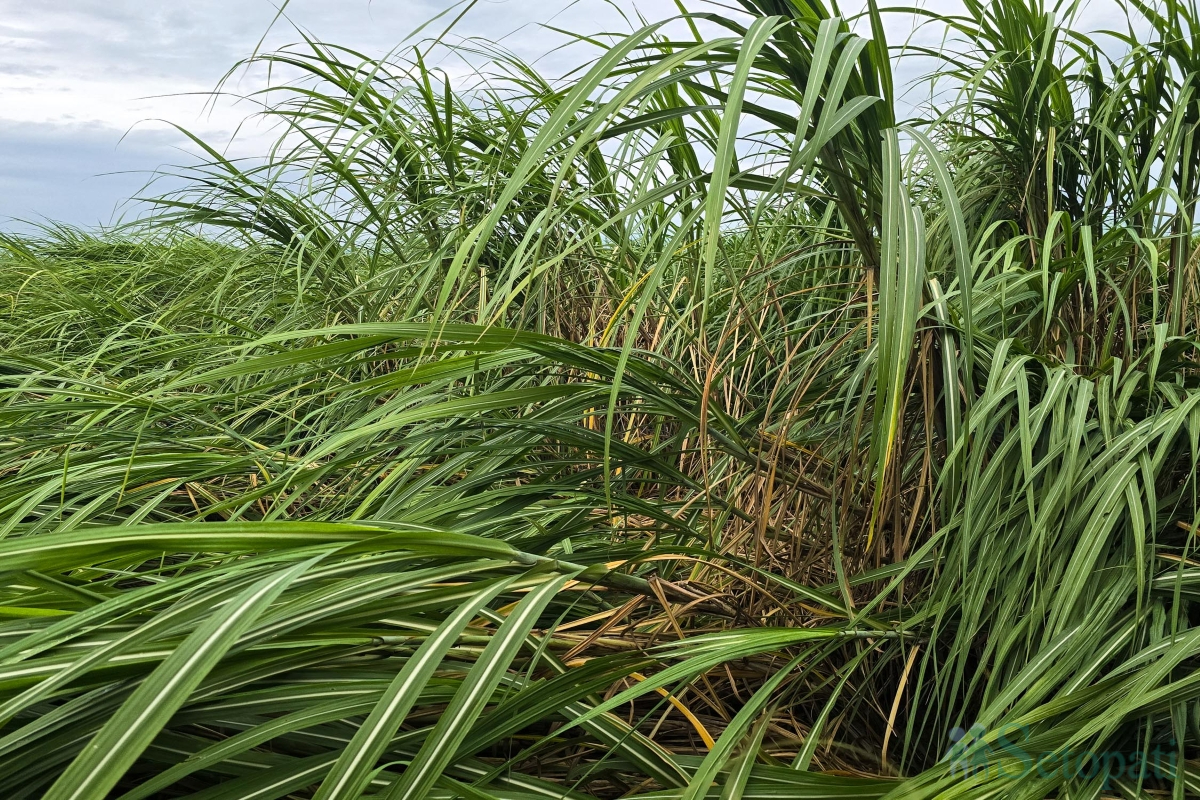 sugarcane-(2)-1790343787.jpg
