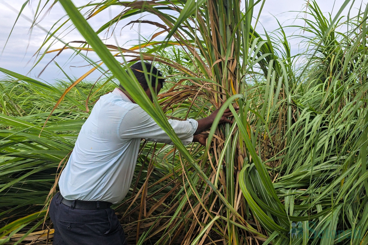 sugarcane-(3)-1790343788.jpg