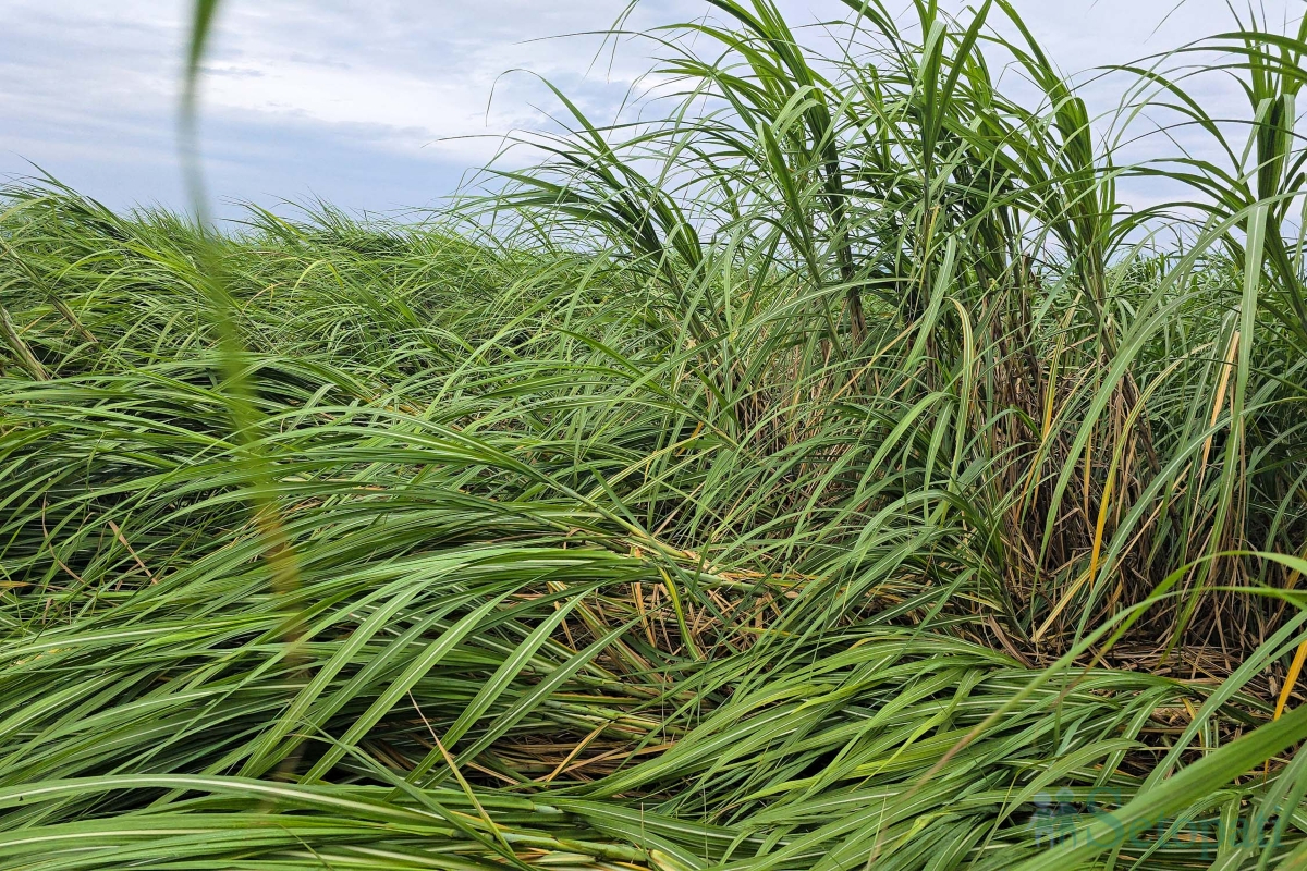 sugarcane-(5)-1790343788.jpg