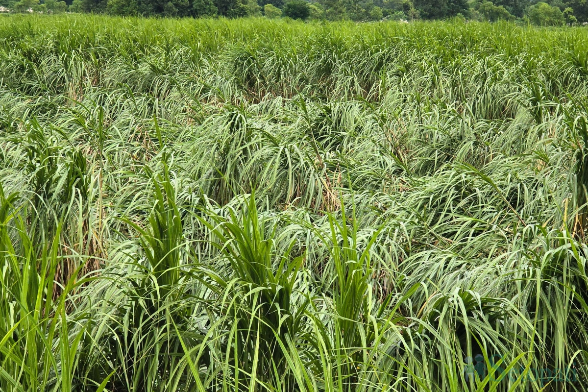 sugarcane-(6)-1790343789.jpg