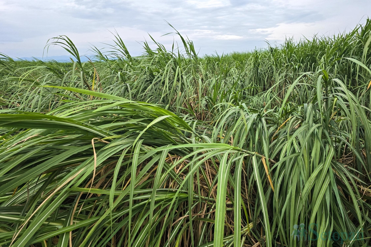 sugarcane-(7)-1790343789.jpg
