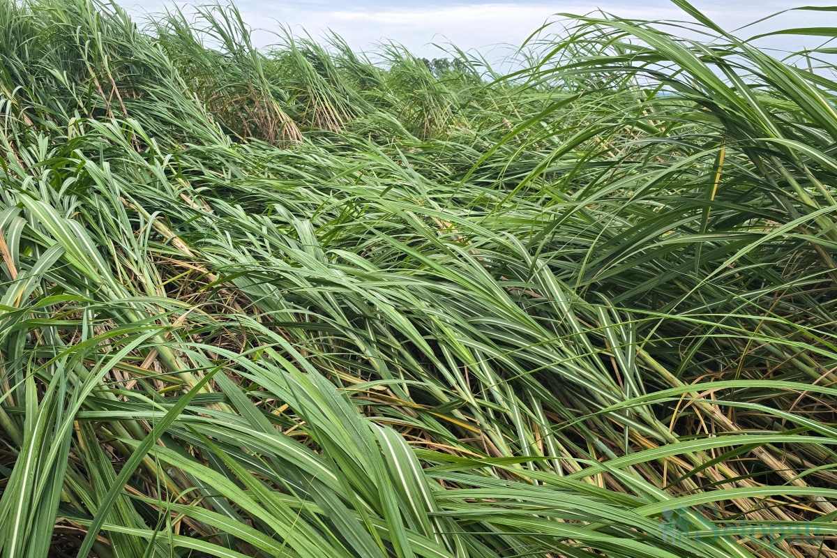 sugarcane-(9)-1790343790.jpg