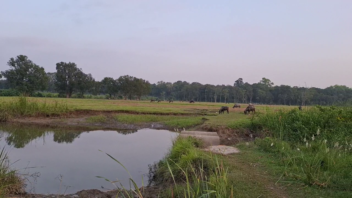 फाइल।