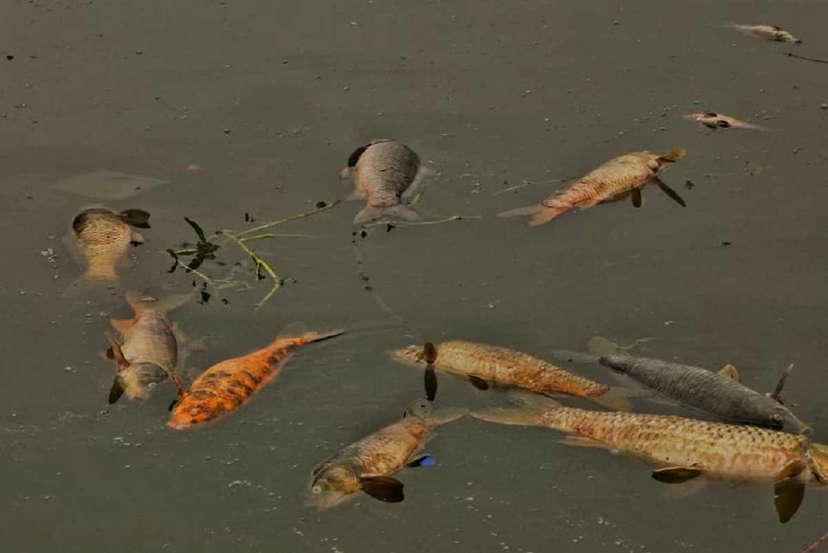 टौदहमा मरेका माछा