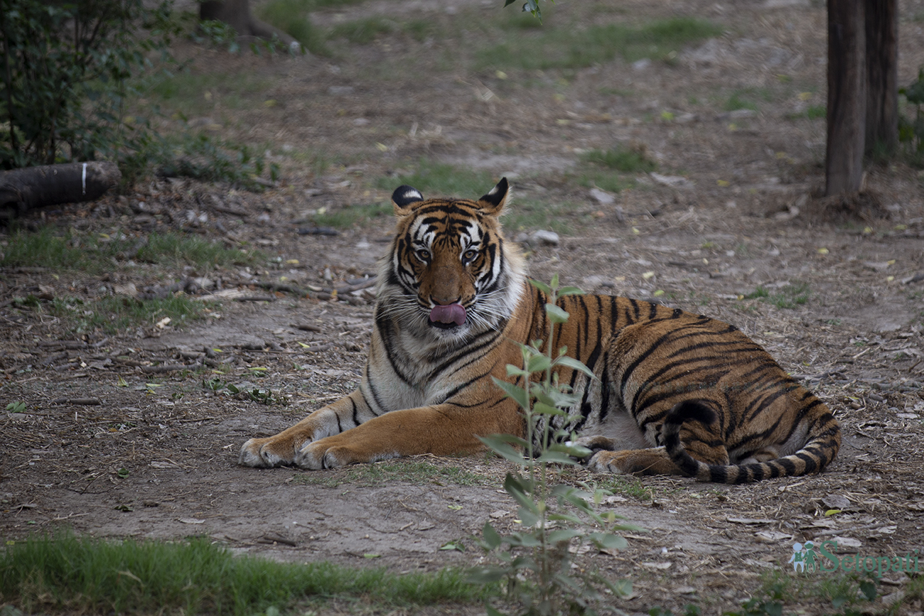 tiger-(1)-1715098421.jpg