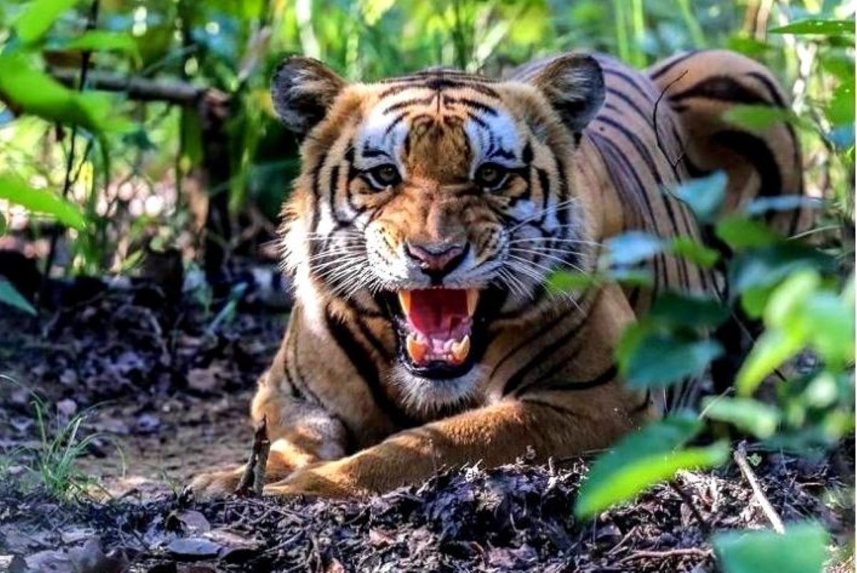 फाइल तस्बिर।