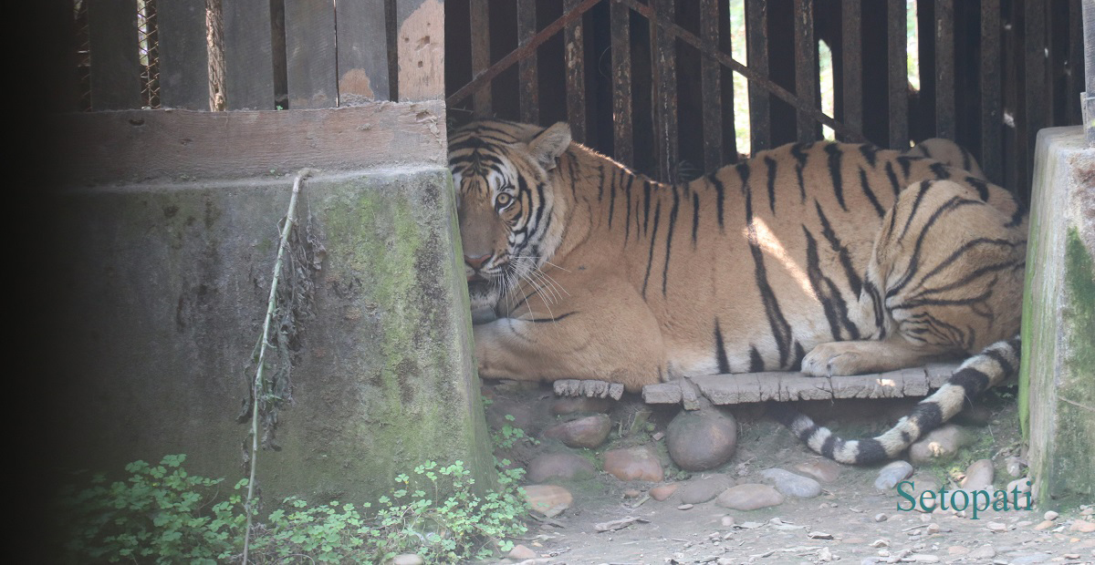 चितवन राष्ट्रिय निकुञ्जमा खोरभित्र थुनिएको बाघ। तस्बिरः राजेश घिमिरे/सेतोपाटी