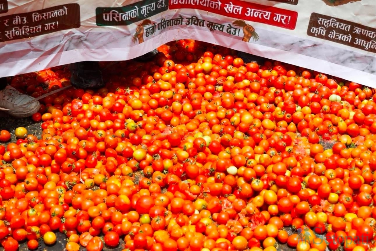 tomato--(5)-1784098867.jpg
