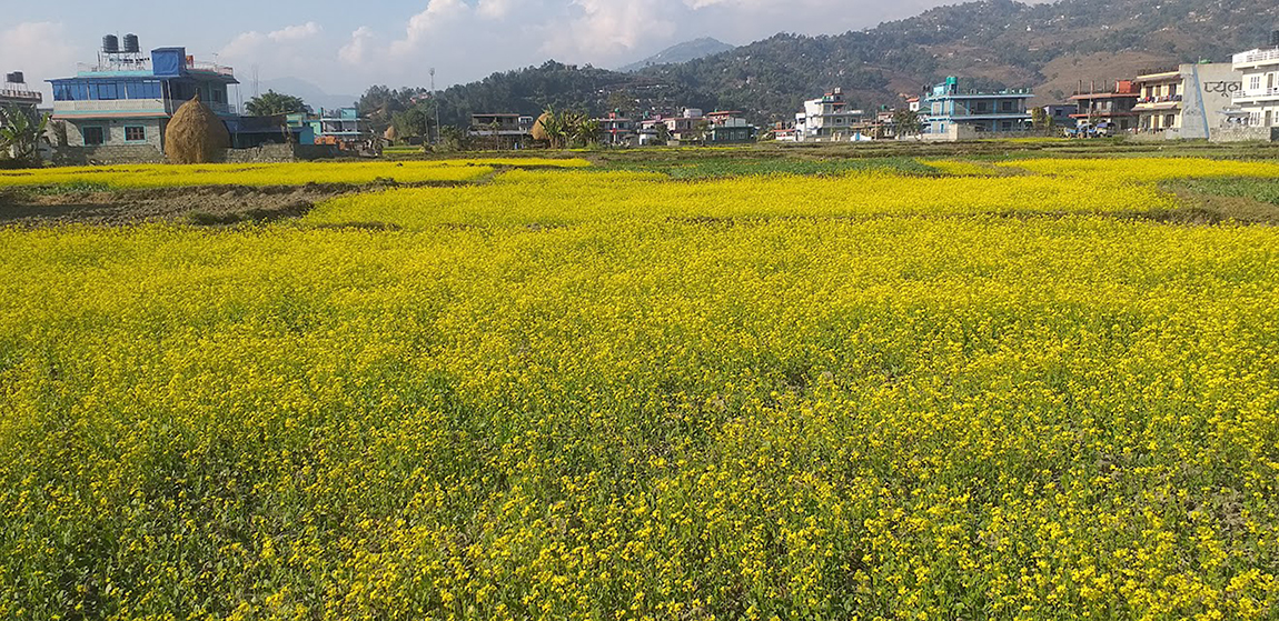 आजका तस्बिर- पुस १७