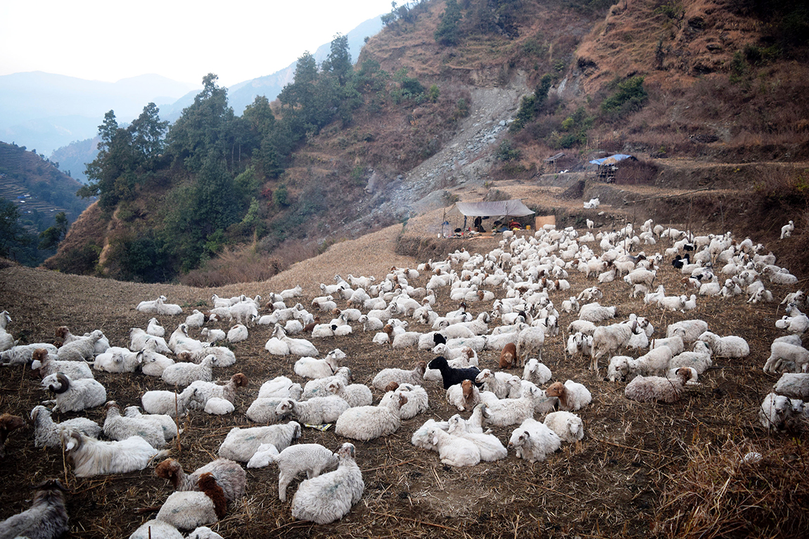 आजका तस्बिर- माघ ११