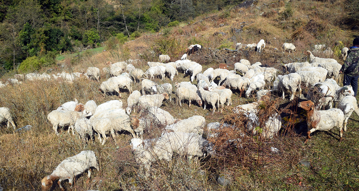 आजका तस्बिर- माघ २५