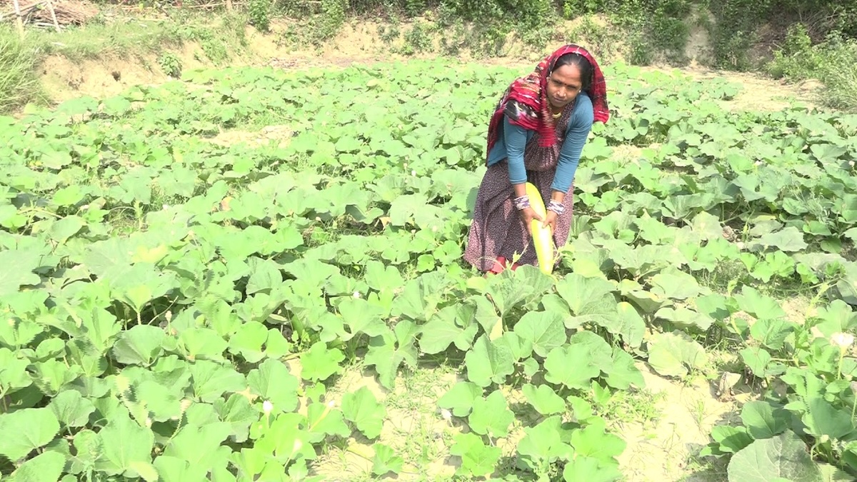 vegetable-farming2-1748184526.jpg