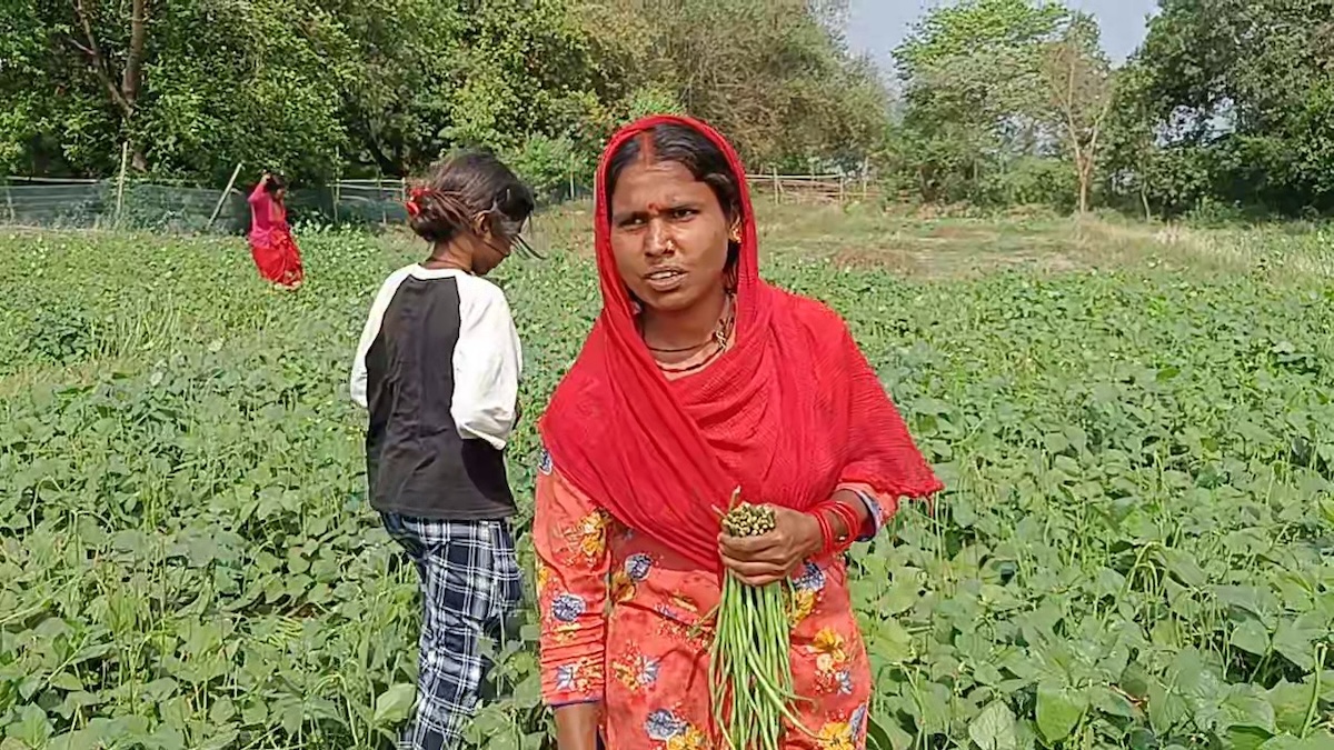 vegetable-farming3-1748184527.jpg