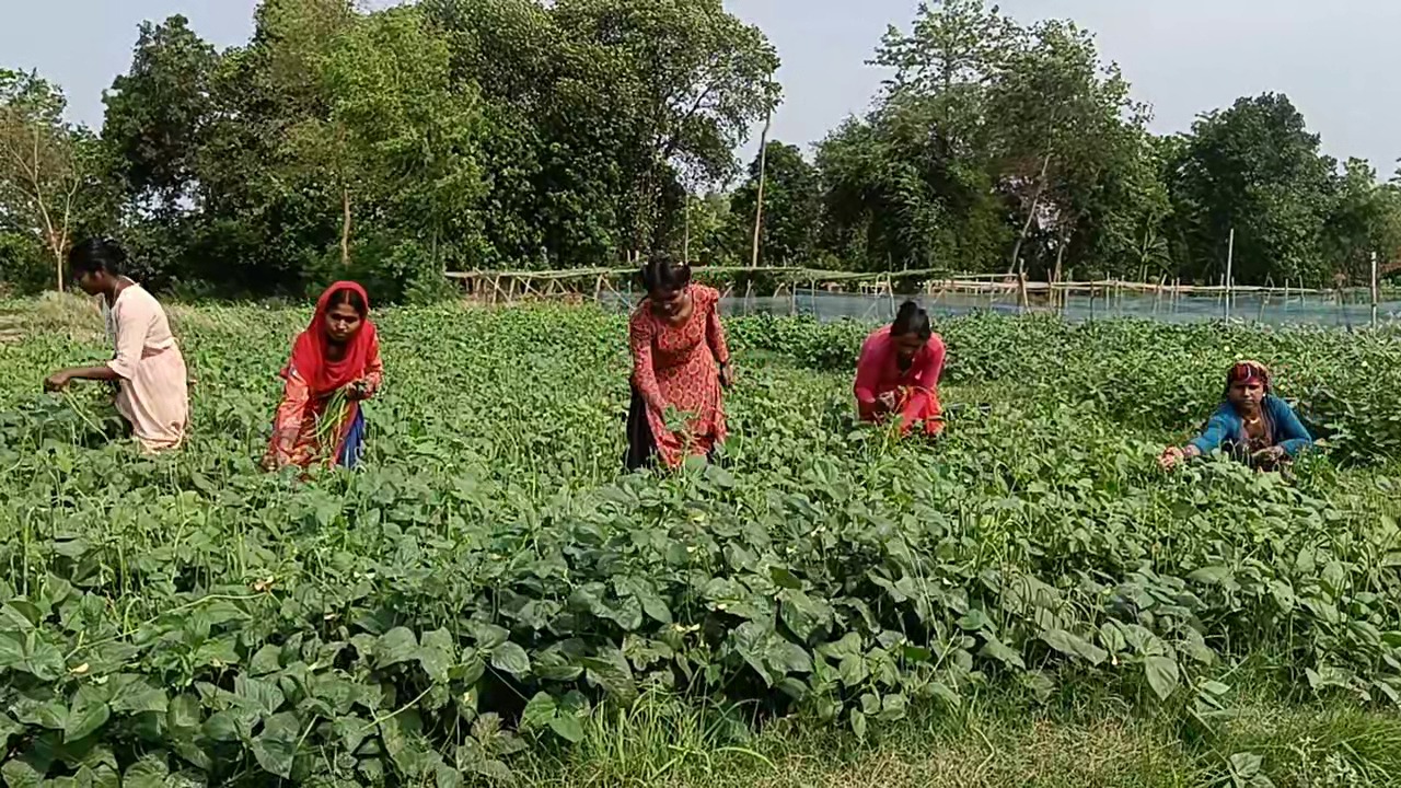 vegetable-farming5-1748184528.jpg