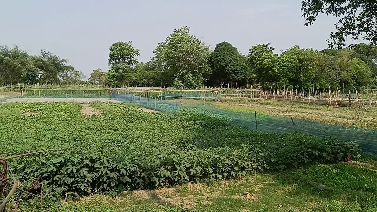 vegetable-farming6-1748184528.jpg