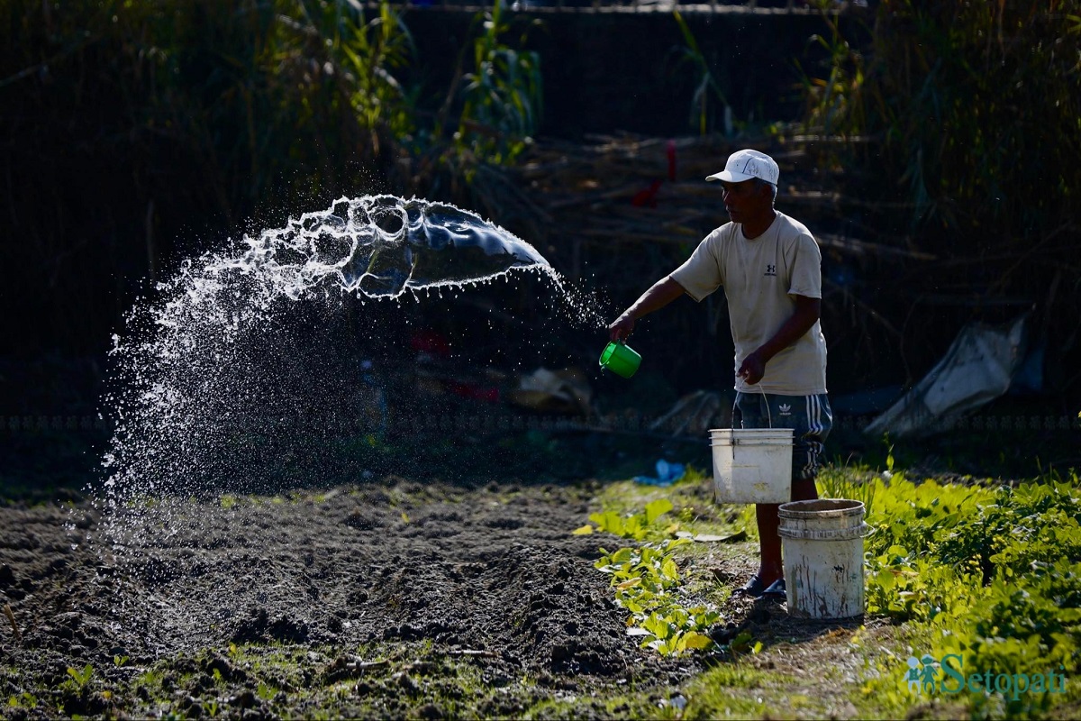 आजका तस्बिर: पुस २९