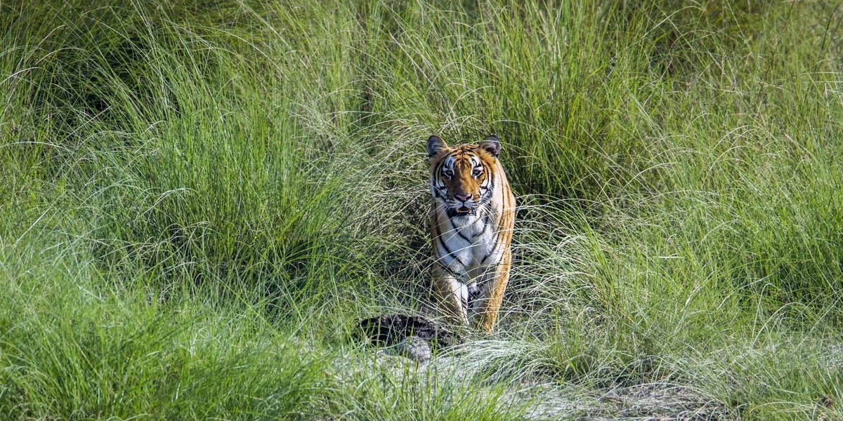 नेपालको तराईको निकुञ्जको घाँसे झाडीबीचको बाटोमा देखिएको एक जंगली पाटे बाघ। तस्बिरः WWF Nepal