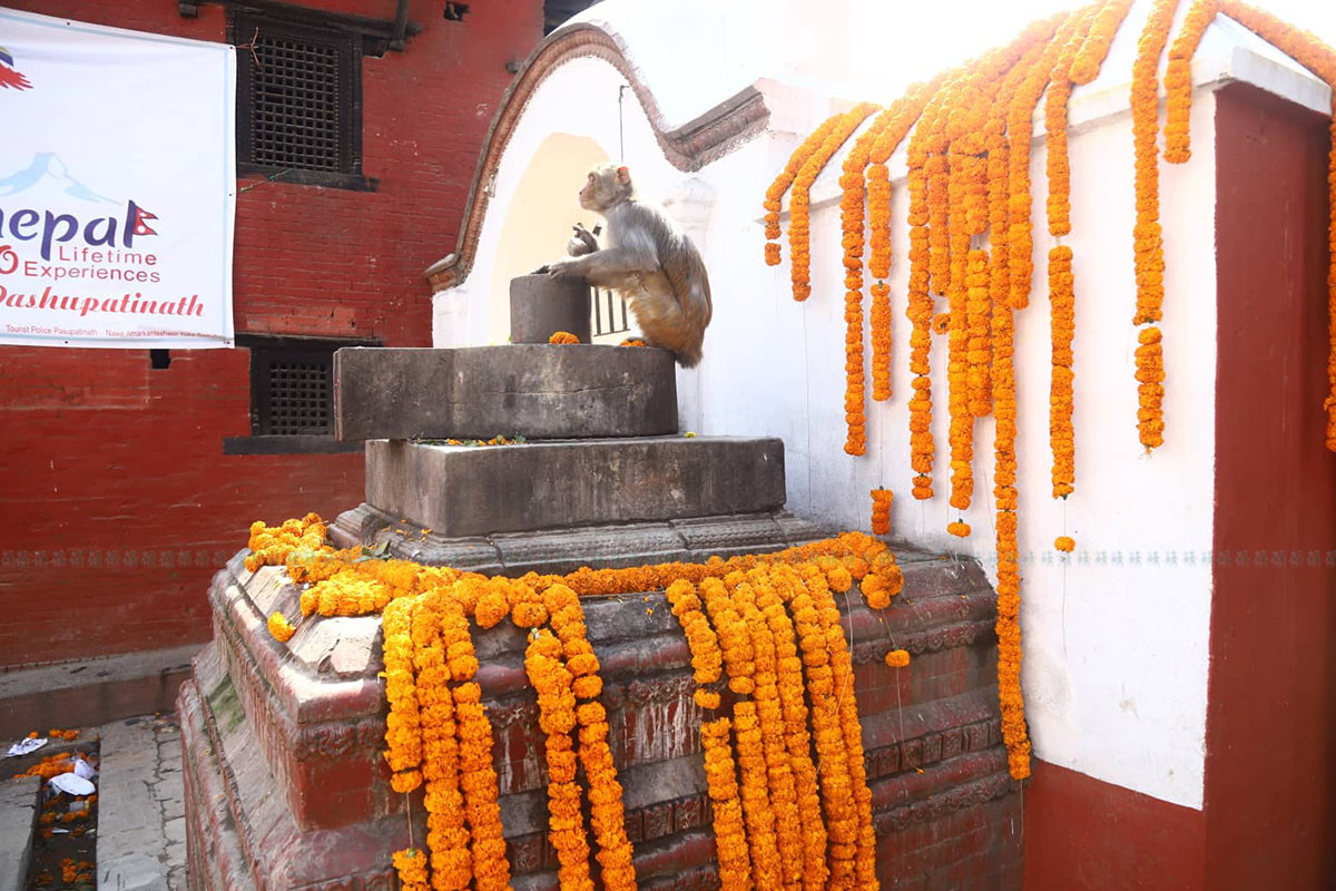 https://raracms.setopati.com/uploads/shares/2020/sujita/pashupati/pashupati (1).jpg
